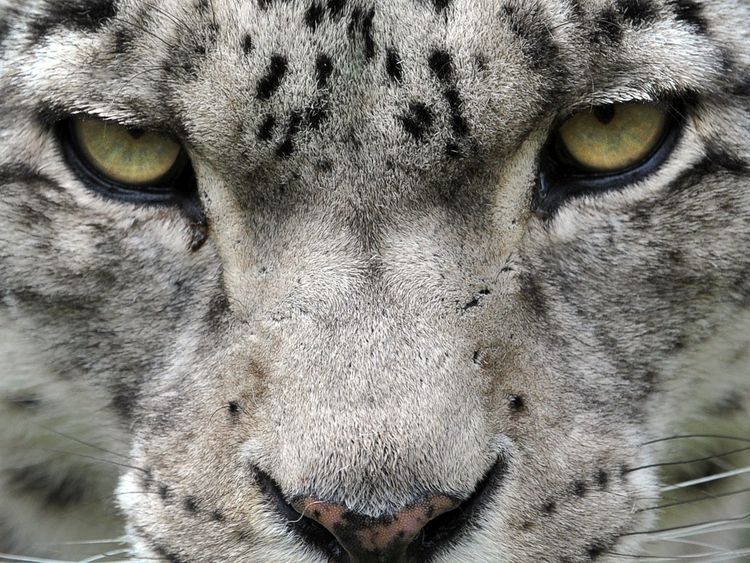 Snow leopard taken off endangered list - but still 'vulnerable'