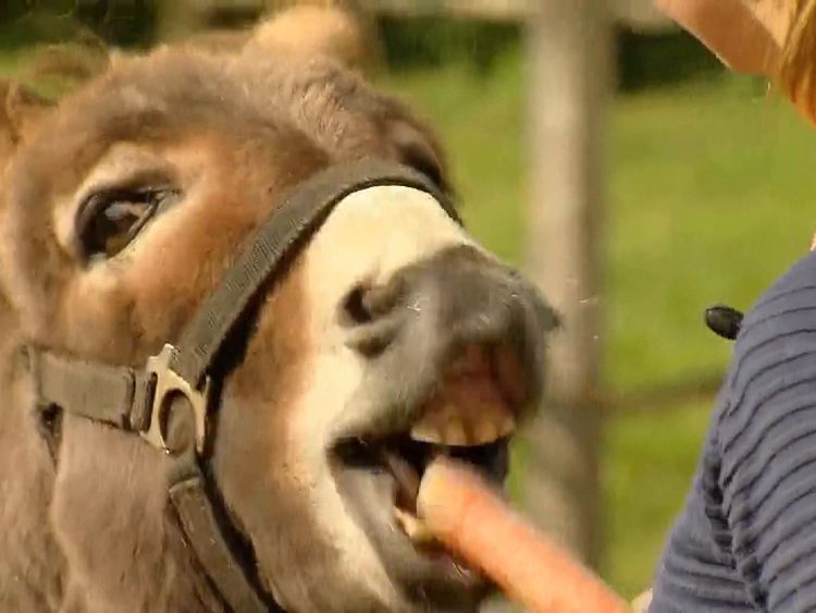 Donkey tries to eat carrot-coloured mclaren