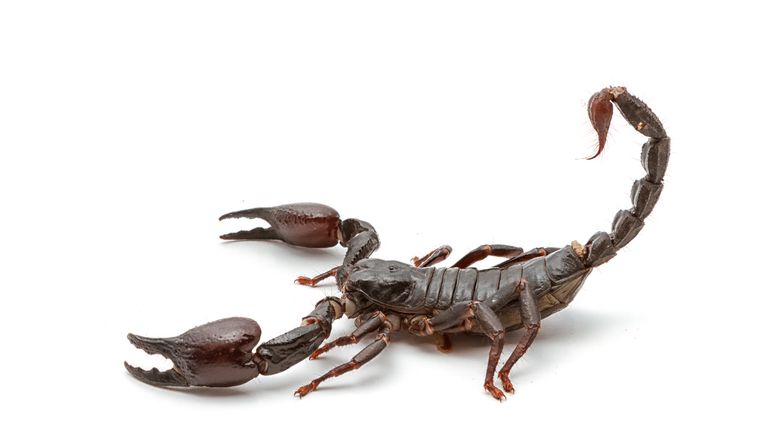 EasyJet wasn&#39;t flying high on Monday night, due to a scorpion on the loose (actual Scorpion not pictured)