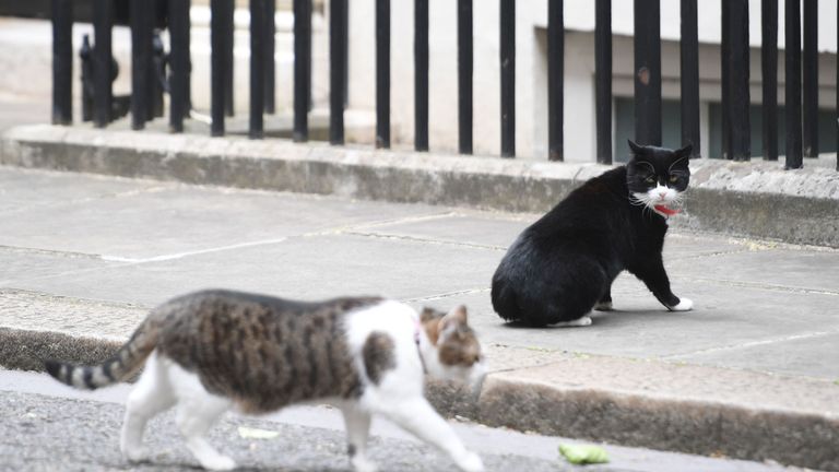 Palmerston (R) watching Larry the Downing Street cat walk by in Downing Street