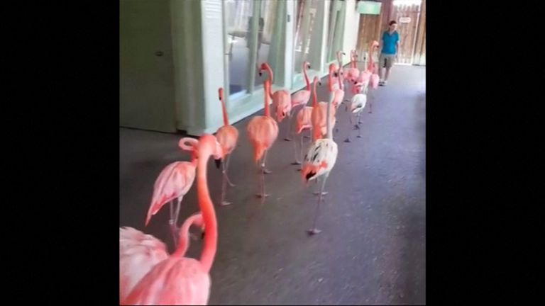 Flamingos are evacuated from Busch Gardens in Tampa ahead of Hurricane Irma&#39;s arrival