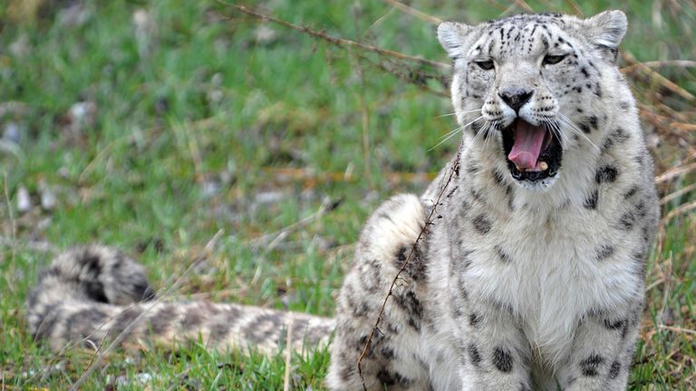 A snow leopard photographed in Semenovka, Kyrgyzstan