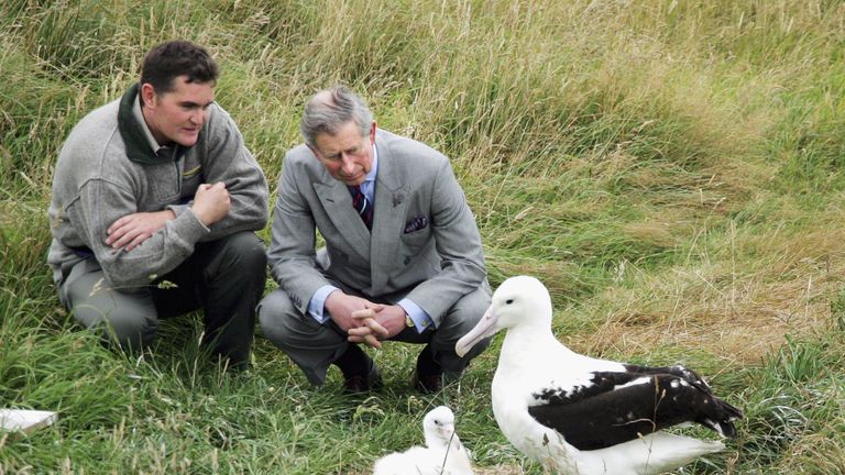 Prince Charles and Head Ranger Lyndon Perriman inspect the nest of a Northern Royal Albatross and it&#39;s six week old chick during a visit to Taiaroa Heads Albatross Colony outside Dunedin March 6, 2005