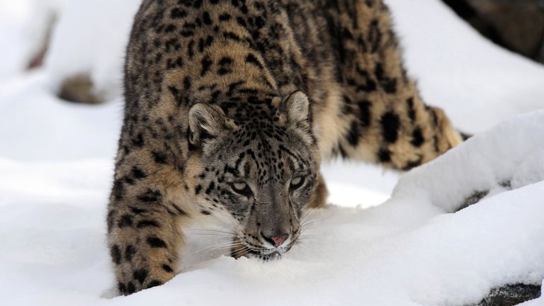 A snow leopard at Banham Zoo in Norfolk