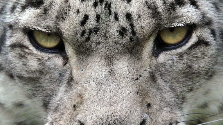 The snow leopard was endangered, and is still vulnerable