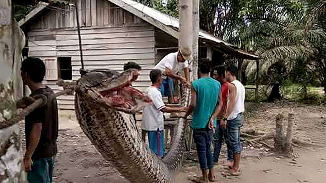 The snake. Pic: AFP PHOTO / BATANG GANSAL POLICE