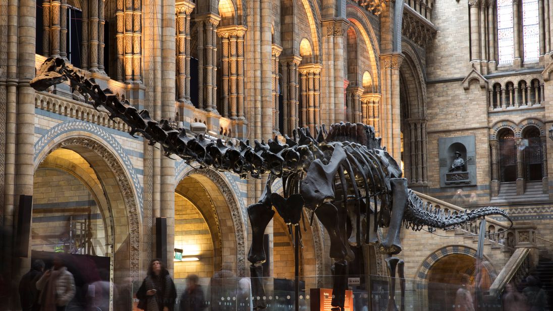 Dippy the Diplodocus was removed from the Natural History Museum in early 2017 but curators know where he is, unlike hundreds of other artefacts.