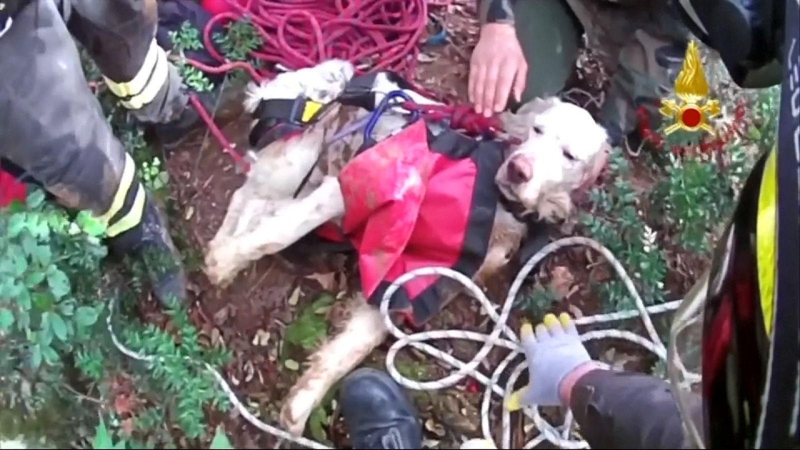 Rover and out! Dog rescued from 25-metre hole | News UK Video News ...