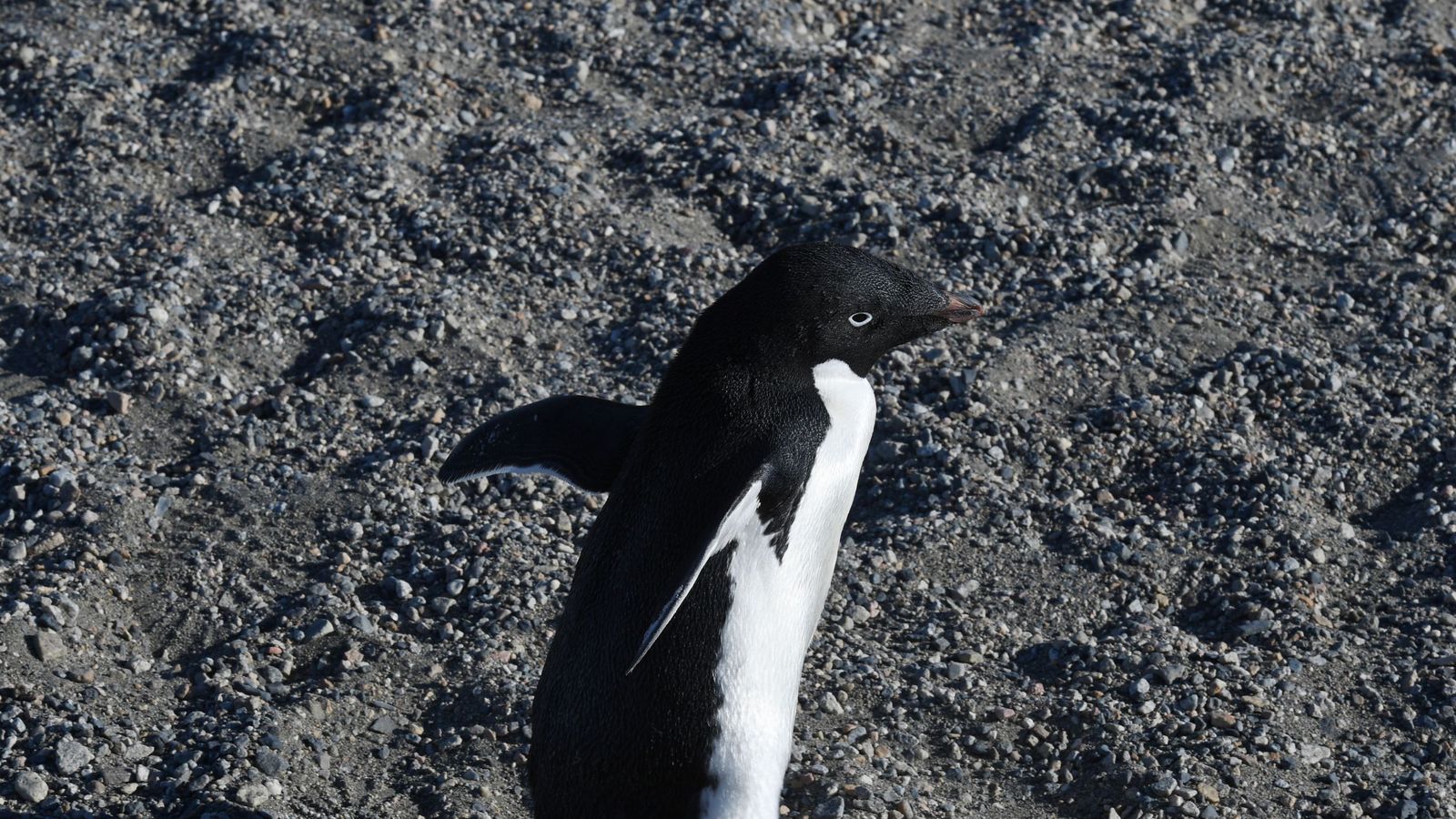Thousands of Adelie penguin chicks wiped out in Antarctica | World News