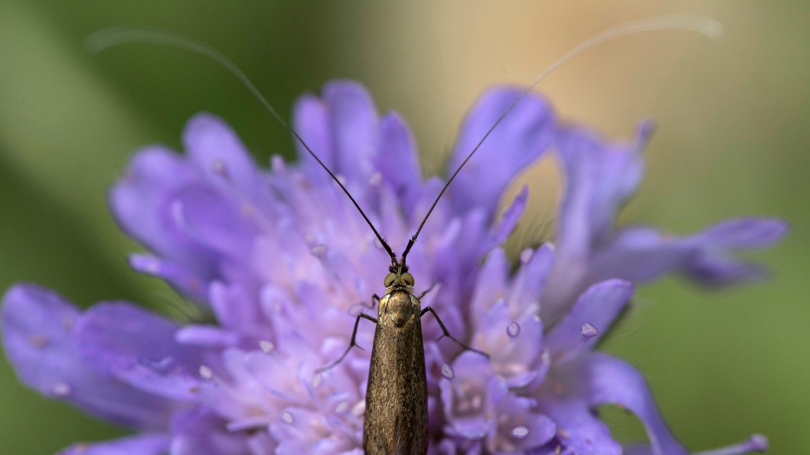 Sky Insect Risk of 'ecological Armageddon' as number of flying insects plunges ...