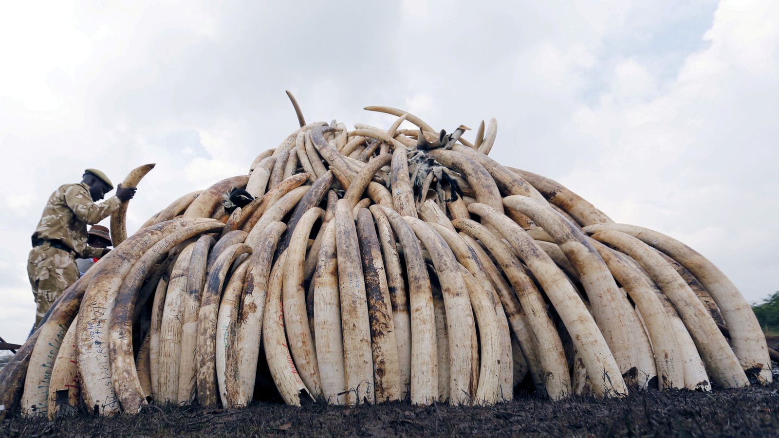 UK plan for neartotal ban on ivory sales to tackle elephant poaching