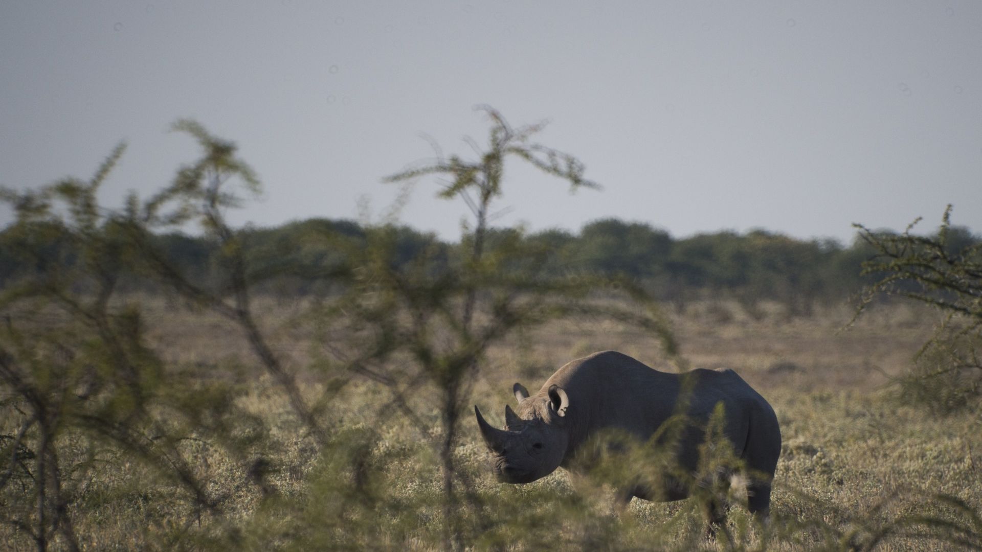 Rhino strikes back vs. poacher (news.sky.com)