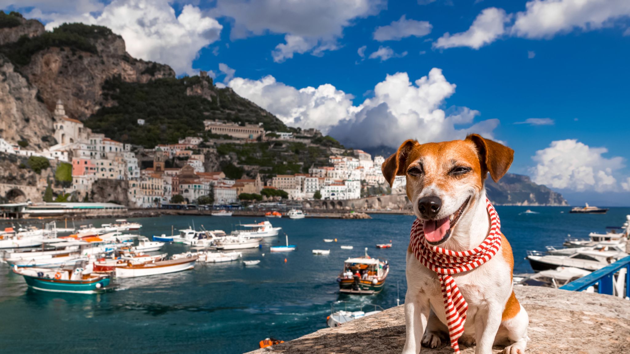 American Pet Owners Flock to Italy in Record Numbers
