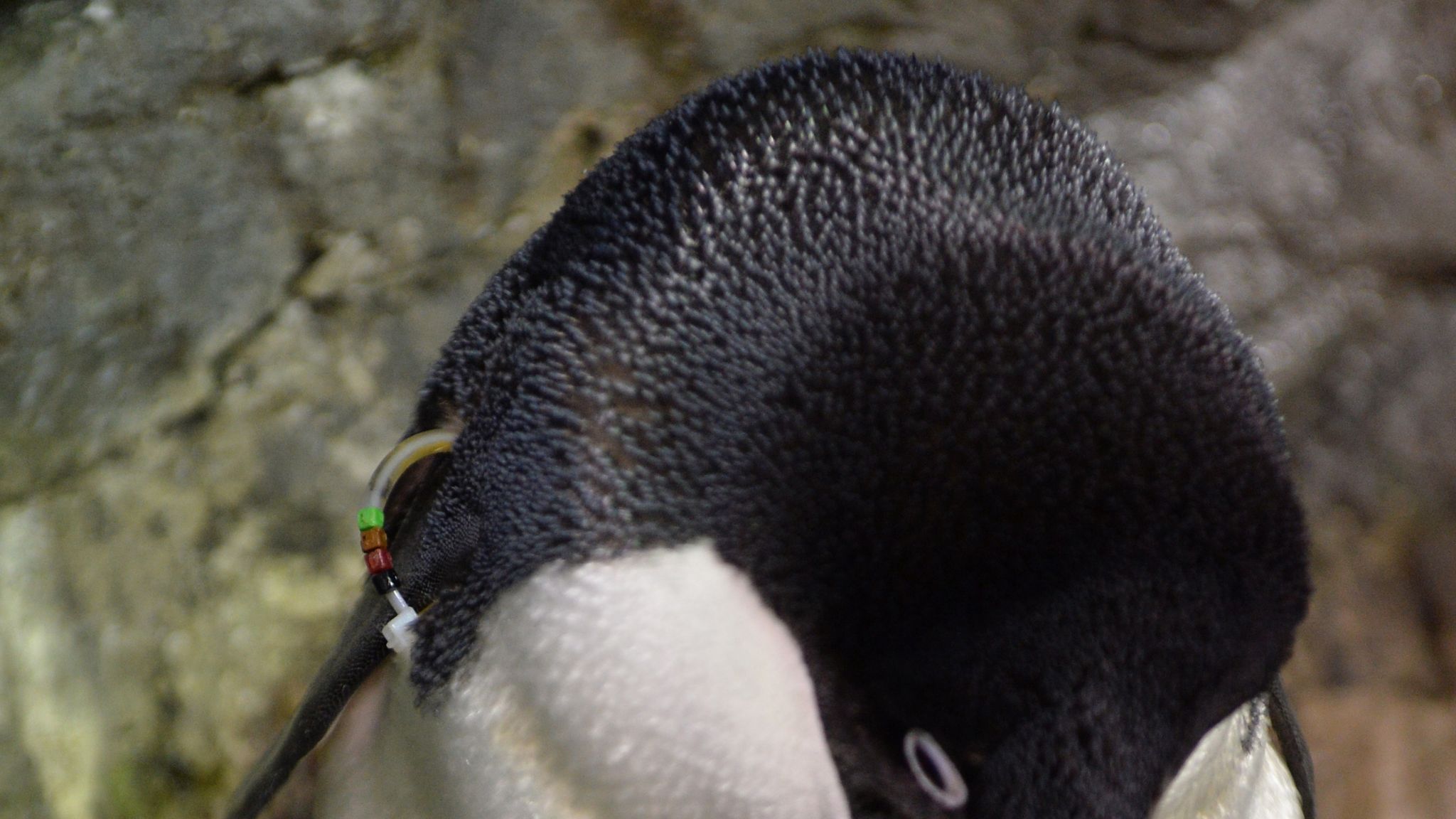 baby adelie penguins