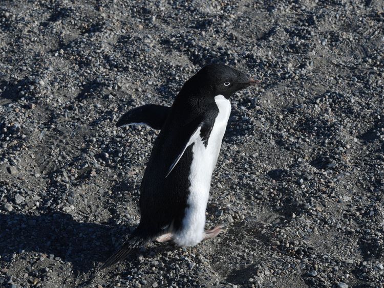 Thousands of Adelie penguin chicks wiped out in Antarctica