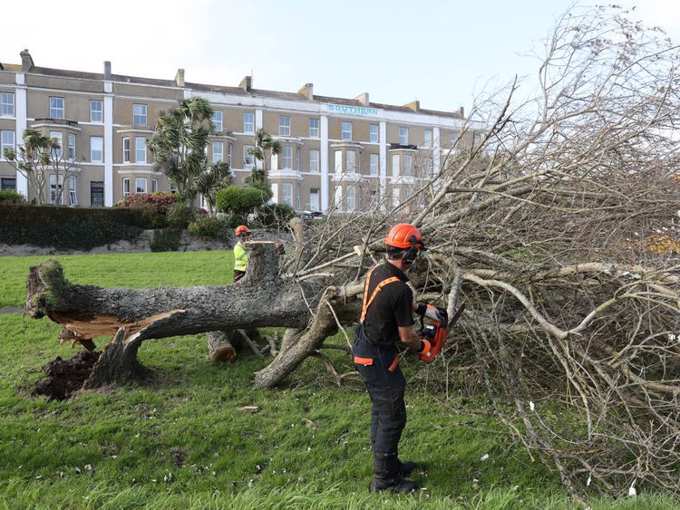 A tree surgeon cuts up a fallen tree in Penzance