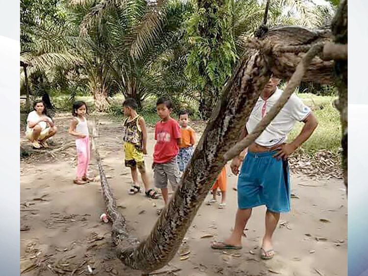 The snake. Pic: AFP PHOTO / BATANG GANSAL POLICE