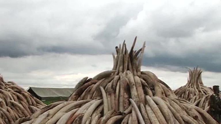 The UK&#39;s ivory laws are being reviewed by the government