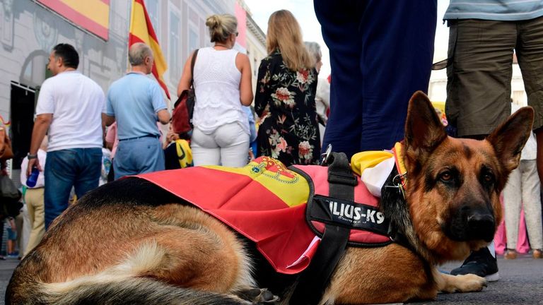 A dog wearing a Spanish flag takes a break at a demonstration in Madrid