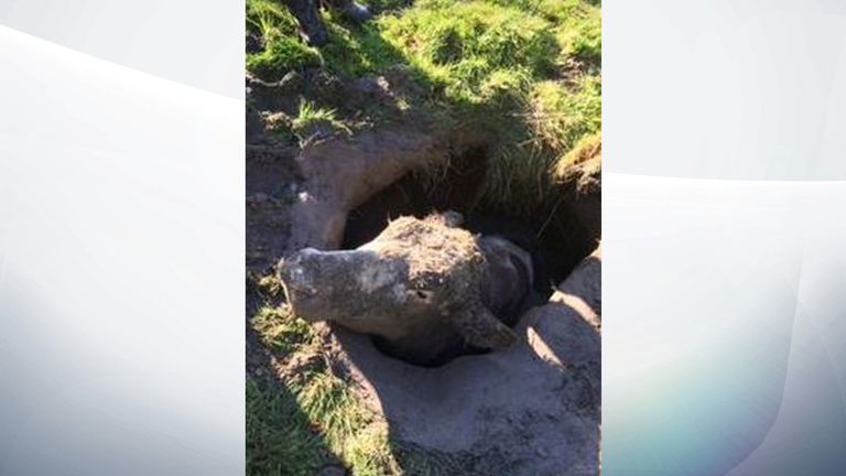Udderly Ridiculous Fire Service Called As Cow Stuck In