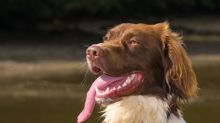 Springer Spaniel