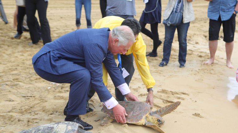 Prince Charles releases a rehabilitated turtle on Golden Bay beach in Malta