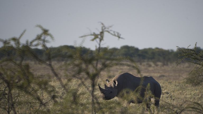 The suspected poachers allegedly entered northern Namibia’s Etosha National Park