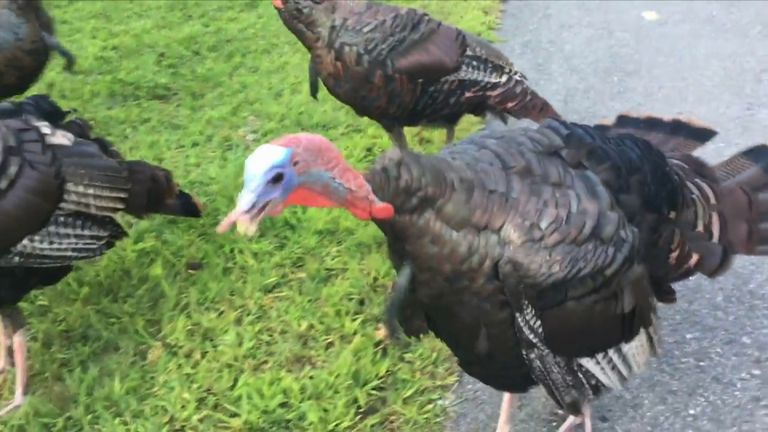 One of the Turkeys that has been harassing people in Bridgewater, Massachusetts