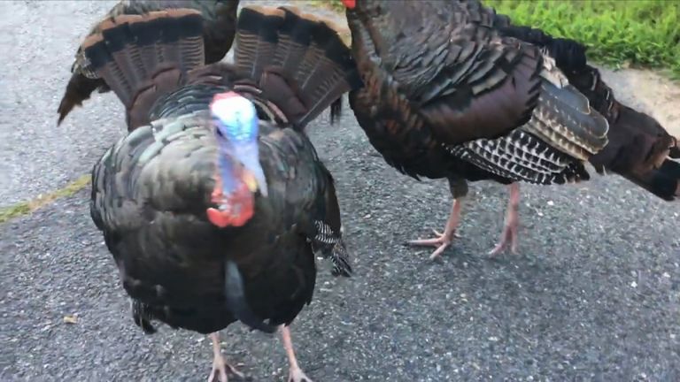 Massachusetts says turkeys are wild animals so cannot be removed by Police