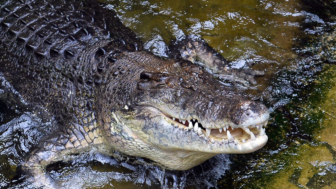 The men cowered on the car roof in fear of the croc (File Pic)