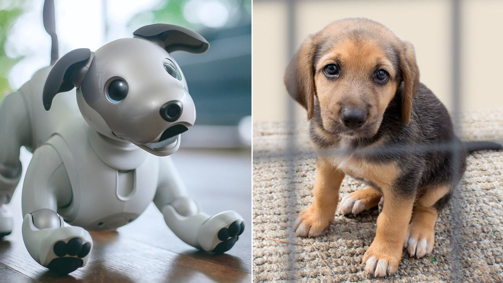 Who's the best boy? Robot pupper v real doggo, Science & Tech News