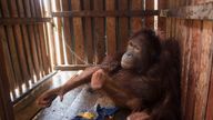 Amy the Orangutan when she was rescued earlier this year from a remote West Borneo village