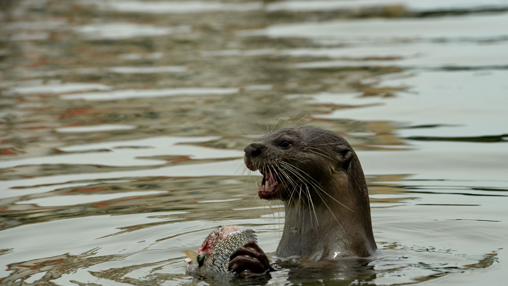 Otters had wolf-sized ancestors with powerful teeth, scientists reveal ...