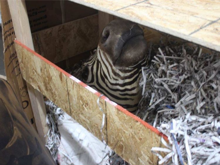 Zebra were among the frozen and butchered animals found on the ranch. Picture: Chihuahua State Attorney General’s Office