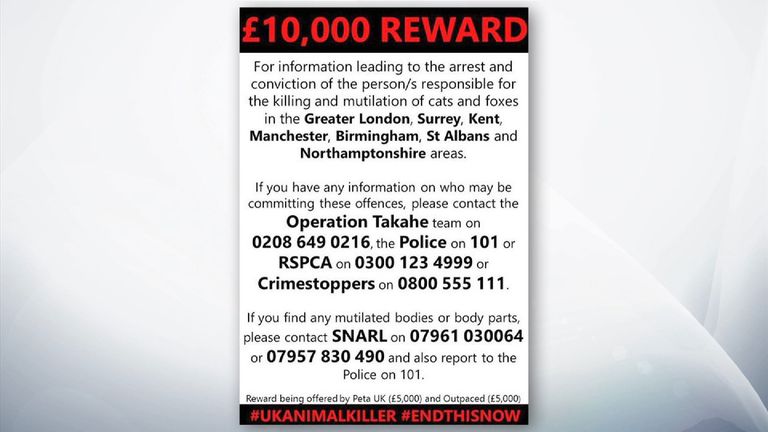 Reward of £10,000 offered to catch cat killer
