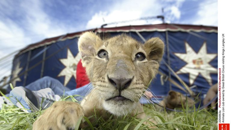 A lion cub owned by Great British Circus at an event in Kings Langley