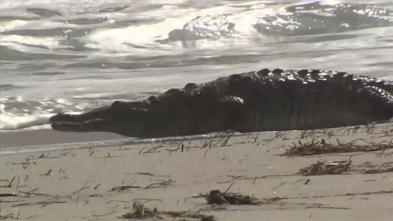 The six-foot crocodile was seen on a beach in Hollywood, Florida. Pic: WSVN-TV 