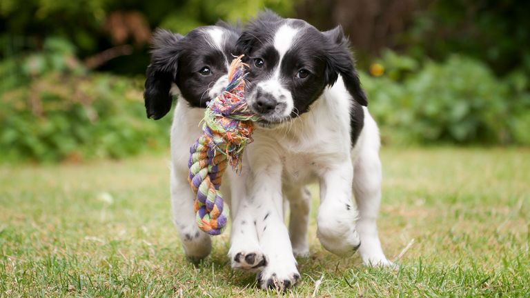 Two black and white puppies working as a team to carry rope - Stock image