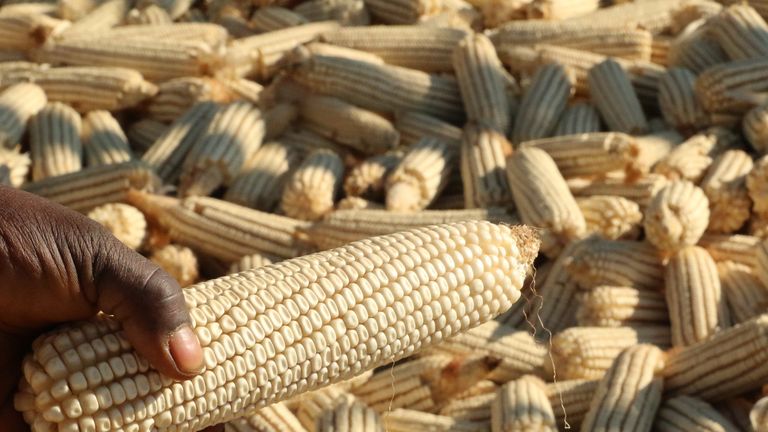 Resettled farmer Stanford Mandizha holds a maize cob grown on his six hectare farm near Chinhoyi, Zimbabwe, July 26, 2017. Picture taken July 26, 2017.