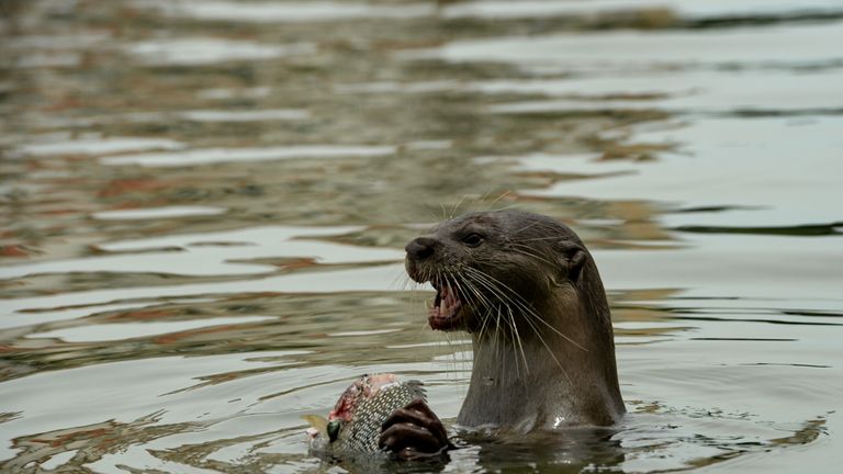 Otters Had Wolf-sized Ancestors With Powerful Teeth, Scientists Reveal 