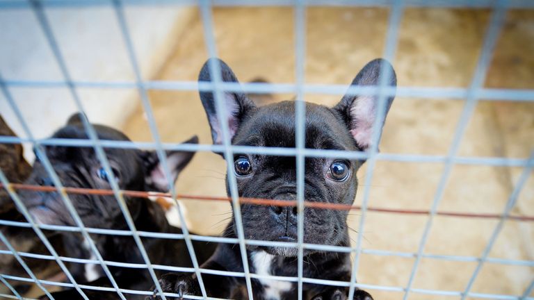 French Bulldogs are a trendy breed for puppy smugglers