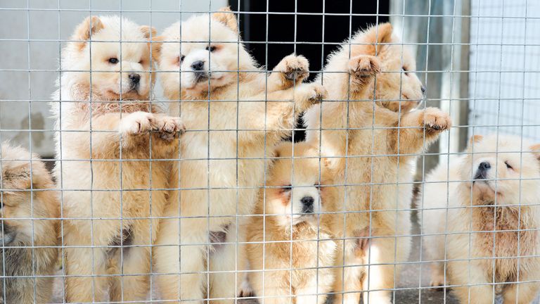 Chow Chow puppies illegally smuggled into the UK