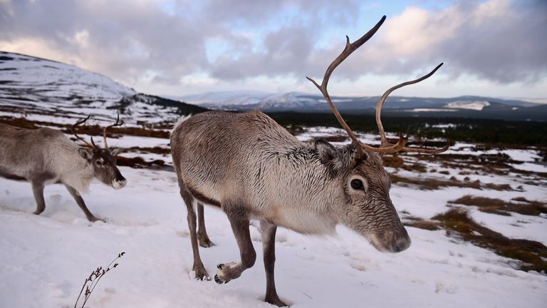 Over 100 reindeer were killed over just three days