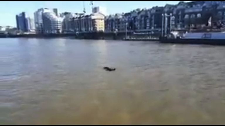 A Met Police marine unit has filmed a dolphin swimming in the Thames.