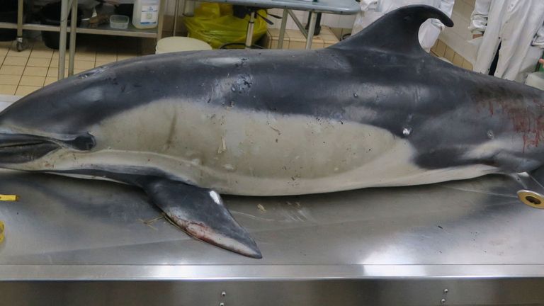 The dolphin was found washed up around nine days after the first sighting