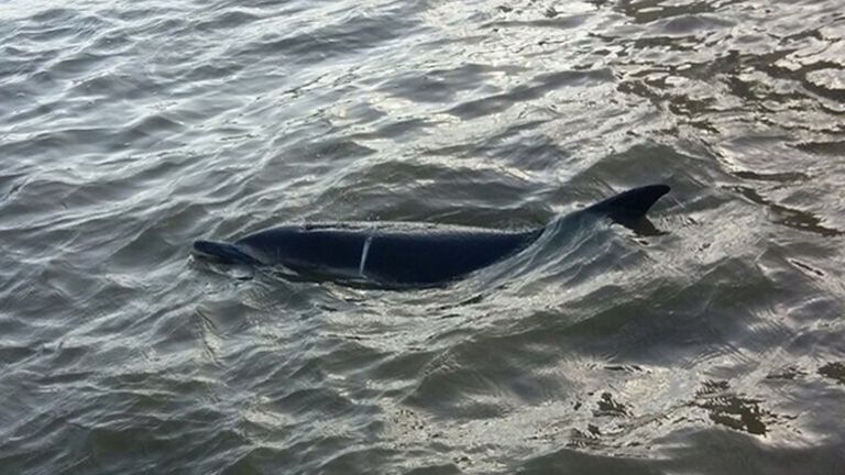 The two metre long animal was spotted in the River Thames