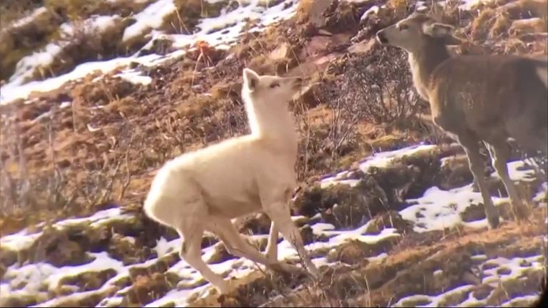 A rare white elk has been filmed in the wild for the first time in northwest China

The footage, which was taken in Nangqian County of Yushu Tibetan Autonomous Prefecture in northwest China&#39;s Qinghai Province, shows a rarely-seen white elk (or Cervus canadensis) in a herd of red peers.