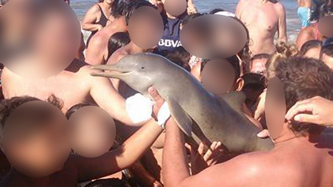 Tourists take selfies with baby dolphin on Argentina beach. Pic: CEN / Hernan Coria 