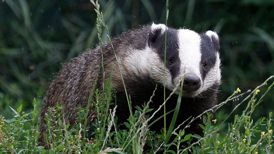 What Is Badger Culling Mean