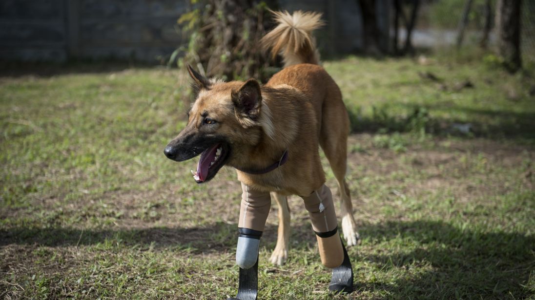 Cola the dog walking around whilst wearing his curved 'blade runner' prosthetics at Soi Dog Foundation